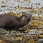 Loutre d'Europe, Vestre Jakobselv