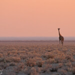 Girafe dans le soleil levant
