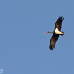Cigogne noire, sud de Windhoek