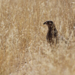 Autour chanteur (Pale-chanting Goshawk)
