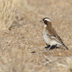 Mahali à sourcils blancs (White-browed Sparrow-Weaver)
