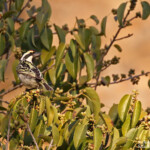 Pied Barbet, Barbican pie, Naukluft