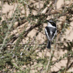 Pririt de vieillot (Pririt batis)