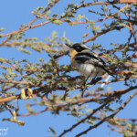 Pririt de vieillot (Pririt batis)