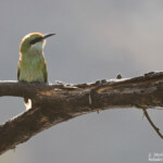 Swallo-tailed Bee-eater, Guêpier à queue d'aronde, Naukluft