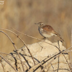 Alouette de Benguela (Brandberg)