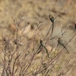 Coliou kiriva (Brandberg)