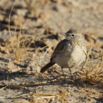 Alouette de Benguela (Brandberg)