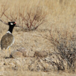 Outarde à miroir blanc (Brandberg)
