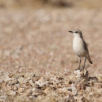Traquet tractrac (Brandberg)