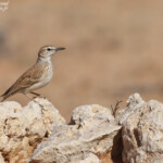 Alouette de Benguela (Brandberg)