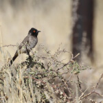African red-eyed bulbul, Bulbul africain, sud de Windhoek