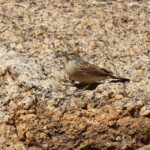 Bruant des rochers (Like-lark Bunting)
