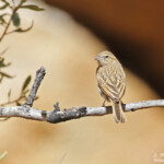 Bruant des rochers (Like-lark Bunting)