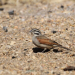 Bruant du Cap (Cape bunting)