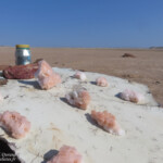 Sel, Cap Cross, Namibie