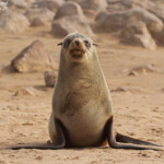 Otarie du Cap (Cap Cross, Namibie)