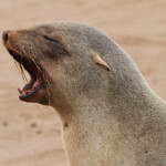 Otarie du Cap (Cap Cross, Namibie)