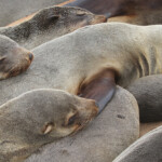 Otarie du Cap (Cap Cross, Namibie)
