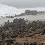Otarie du Cap (Cap Cross, Namibie)