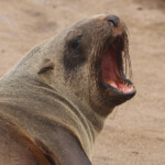 Otarie du Cap (Cap Cross, Namibie)