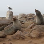 Otarie du Cap (Cap Cross, Namibie)