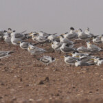 Sternes huppées (Cap Cross, Namibie)