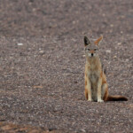 Chacal (Cap Cross, Namibie)