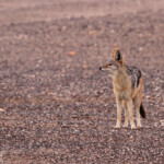 Chacal (Cap Cross, Namibie)