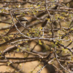 Namiorne héréro (Herero chat)