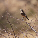 Namiorne héréro (Herero chat)