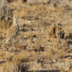 Courvite à double bande (Double-banded courser)