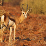Springbok près de Palmwag