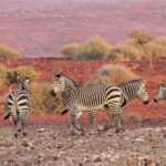 Zèbres de montagne de Hartmann près de Palmwag