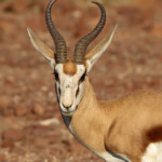 Springbok près de Palmwag