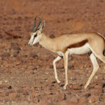 Springbok près de Palmwag
