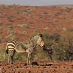 Zèbre de montagne de Hartmann près de Palmwag