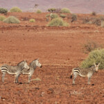 Zèbres de montagne de Hartmann près de Palmwag