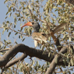 Calao de Montero, Montero's Hornbill (Damaraland)