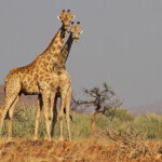 Giraffes près de Palmwag