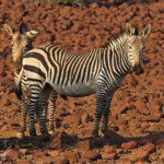 Zèbres de montagne de Hartmann près de Palmwag