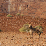 Zèbre de montagne de Hartmann près de Palmwag