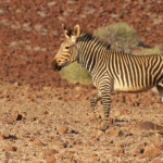 Zèbre de montagne de Hartmann près de Palmwag