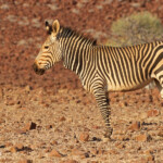 Zèbre de montagne de Hartmann près de Palmwag