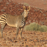 Zèbre de montagne de Hartmann près de Palmwag