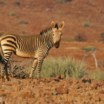 Zèbre de montagne de Hartmann près de Palmwag