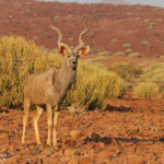 Grand Koudou près de Palmwag