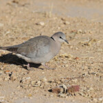 Cape dove, Tourterelle du Cap, sud de Windhoek