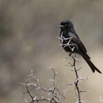 Fork-tailed Drongo, Drongo brillant, Windhoek
