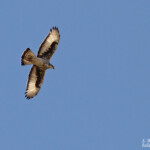 African-hawk Eagle, Aigle fascié, Windhoek